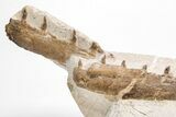 Fossil Mosasaur (Tethysaurus) Jaw Association - Asfla, Morocco #215144-1